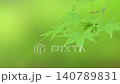 鮮嫩翠綠的楓葉在微風中輕輕搖曳。 140789831