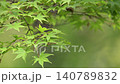 鮮嫩翠綠的楓葉在微風中輕輕搖曳。 140789832