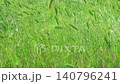 green grass ears are swaying in the wind 140796241