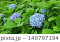 Hydrangea 140797194