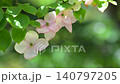山茱萸花開，綠葉翠綠。 140797205
