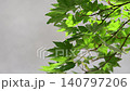 白色背景上鮮嫩的綠色楓葉 140797206