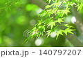 新鮮的綠葉在風中搖曳 140797207