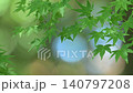 以散景和鮮嫩翠綠的楓葉為背景。 140797208
