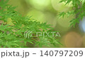 以散景和鮮嫩翠綠的楓葉為背景。 140797209