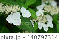  Gaku hydrangea 140797314