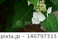  Gaku hydrangea 140797315