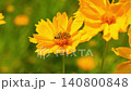 Macro. The honey bee collects pollen from a Lanceleaf Coreopsis flowers. Collects nectar 140800848