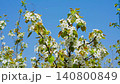 Bloosoms of the Nashi pear, Pyrus pyrifolia, in spring 140800849