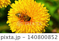 Macro. The honey bee collects pollen from a dandelion flower. Collects nectar 140800852