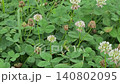 Honeybees smoking clover nectar 140802095