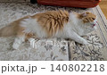 A Scottish Fold diligently licking its paw pads. 140802218