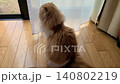 A Scottish Fold cat slowly gazing out the window. 140802219
