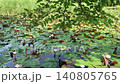 bloom, blossom, blossoms 140805765