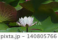 A floating landscape where the white water lilies of "Alba" are visible and disappear in the background. 140805766