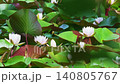 A scene of white water lilies in bloom and bees flying around. 140805767