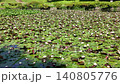 A pond covered with water lilies 140805776