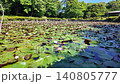 Water lilies begin to bloom as the sun rises. 140805777