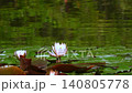 Water lilies sway on the water's surface, and bees flit about. 140805778