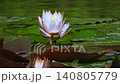 Water lilies sway on the water's surface, and bees flit about. A red-eared slider turtle is in the background. 140805779