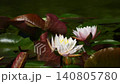 Water lilies in the water; swaying water lilies 140805780