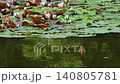 Water lilies begin to bloom as the sun rises. The water sways gently. 140805781