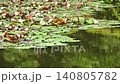 Water lilies begin to bloom as the sun rises. The water sways gently. 140805782
