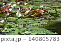 Water lilies begin to bloom as the sun rises. Bees swaying in the water. 140805783