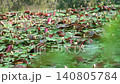 Water lilies begin to bloom as the sun rises. 140805784
