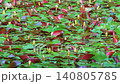 Water lilies begin to bloom as the sun rises. 140805785
