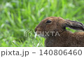 北海道野兔在草地上吃草。 140806460