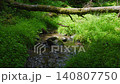 A stream flowing through the primeval forest and fallen trees 140807750