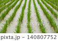 Rice plants swaying in the wind 140807752