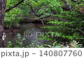 The scenery of the Yukawa River flowing through Senjogahara in the early summer rain. 140807760
