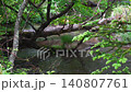 The scenery of the Yukawa River flowing through Senjogahara in the early summer rain. 140807761