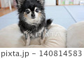 室內飼養的老人吉娃娃 室內飼養的老人吉娃娃 140814583