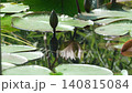 Water lilies reflected on the water's surface, creating sparkling ripples 01 140815084