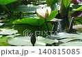 The water lilies are sparkling. A dragonfly is visible. 140815085