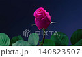 粉色玫瑰盛開的縮時視頻 140823507