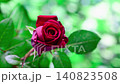 一段延時視頻，展現了紅玫瑰在美麗的散景背景下綻放的過程。 140823508