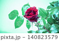 紅玫瑰開花的延時視頻 140823579