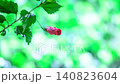 一段延時視頻，展現了芙蓉花在美麗的散景背景下綻放的過程。 140823604