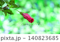 一段延時視頻，展現了芙蓉花在美麗的散景背景下綻放的過程。 140823685