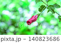 一段延時視頻，展現了芙蓉花在美麗的散景背景下綻放的過程。 140823686