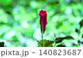 一段延時視頻，展現了芙蓉花在美麗的散景背景下綻放的過程。 140823687