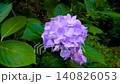 Hydrangeas blooming softly, a seasonal flower of Japan that soothes the soul. 140826053