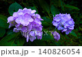 Hydrangeas blooming softly, a seasonal flower of Japan that soothes the soul. 140826054