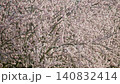 Almond tree branches are covered in delicate pink and white blossoms during spring 140832414