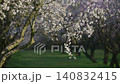 Almond trees with white blossoms growing in an orchard during spring 140832415