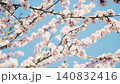 Almond tree branches with pink blossoms against a clear blue sky during spring 140832416